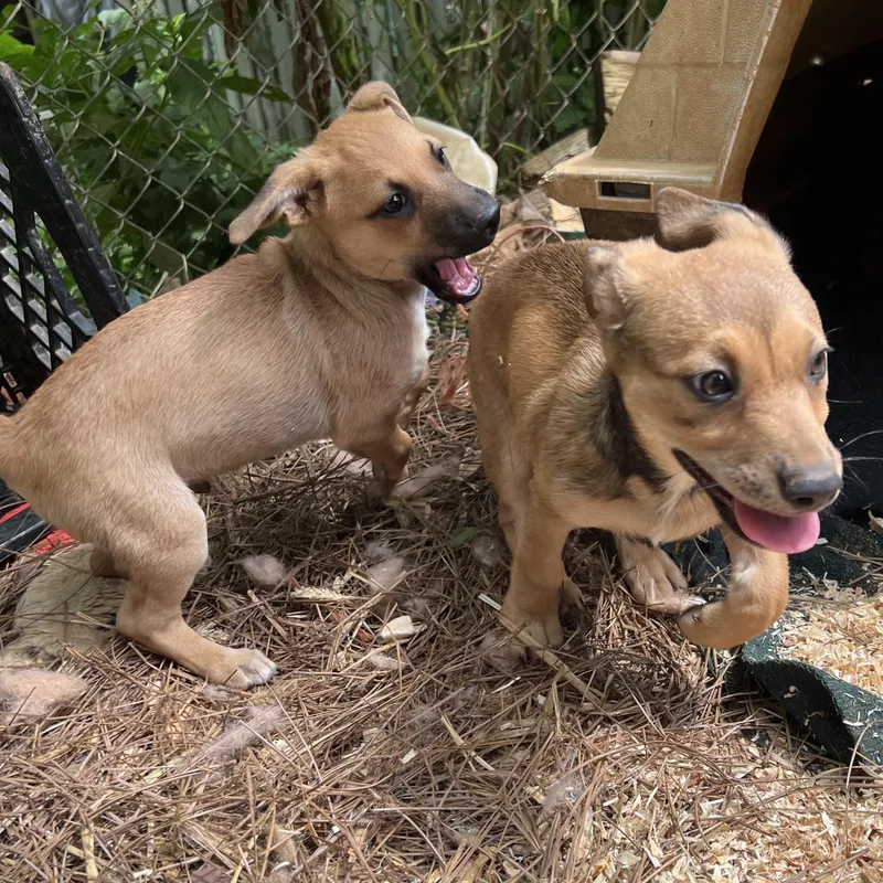 A baby medium-sized female Golden Chihuahua dog named Cricket for adoption in Cedar Mountain, NC