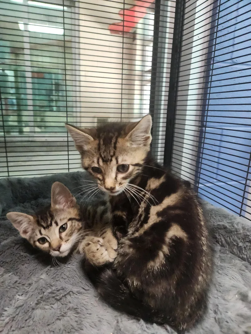 A baby medium-sized male Tabby (Brown / Chocolate) Domestic Short Hair cat named Blue Ranger for adoption in Charleston, SC