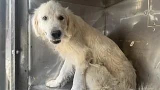 An adult large-sized male Mixed Breed dog named Big Virg for adoption in Dallas, TX