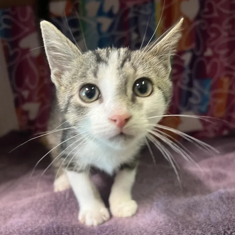 A baby small-sized male White Domestic Short Hair cat named Firefly for adoption in Naples, FL
