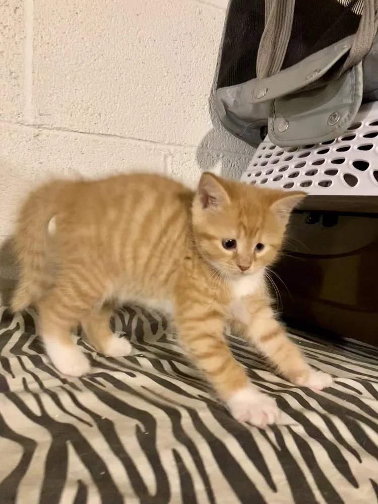 A baby small-sized female Tabby (Orange / Red) Domestic Short Hair cat named Violet for adoption in West Mifflin, PA