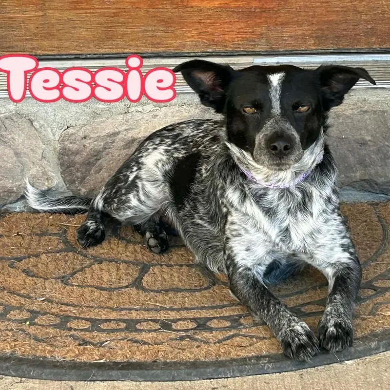Tessie