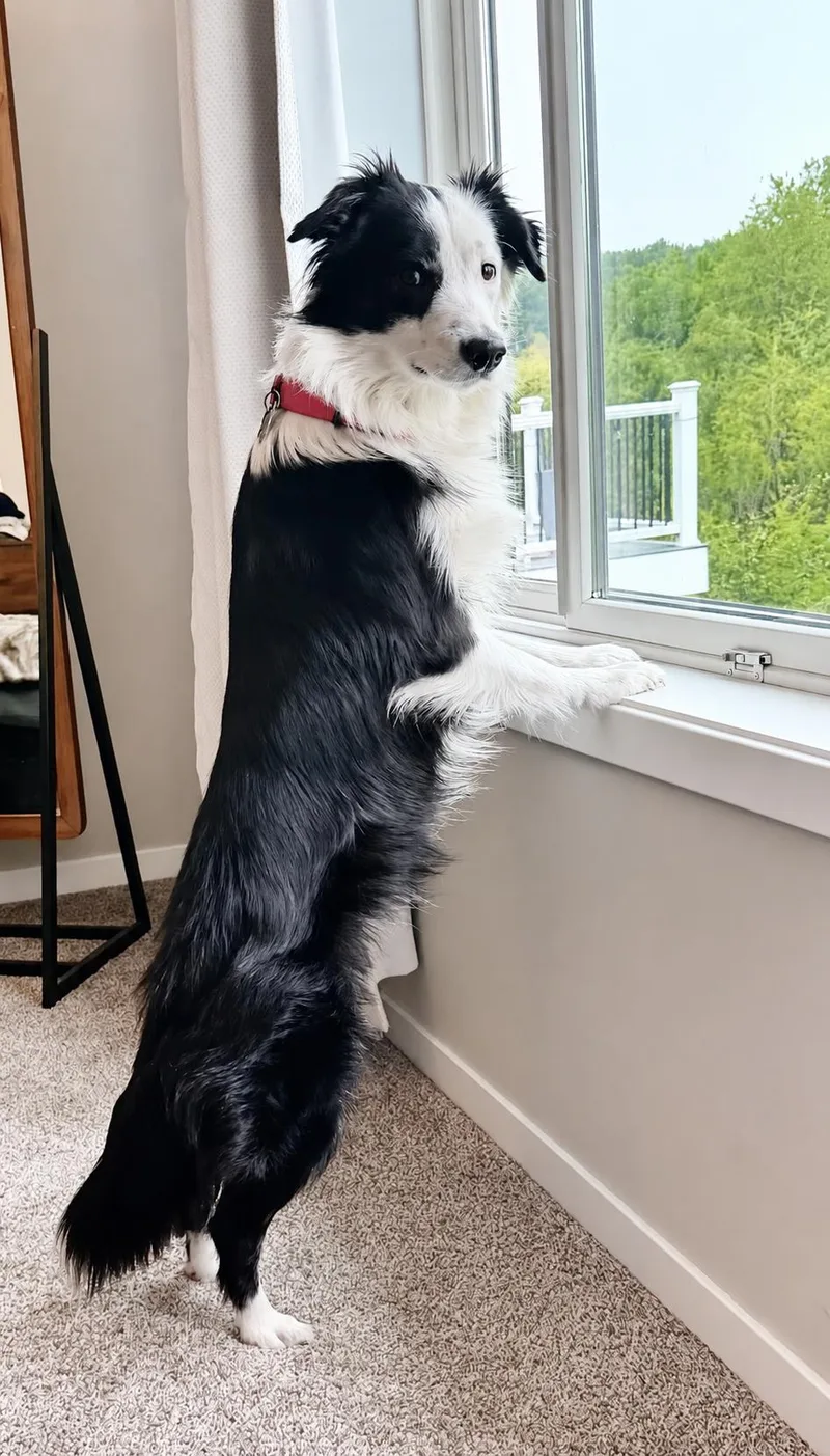 A young medium-sized female Black Border Collie dog named Nyx for adoption in Minnetrista, MN