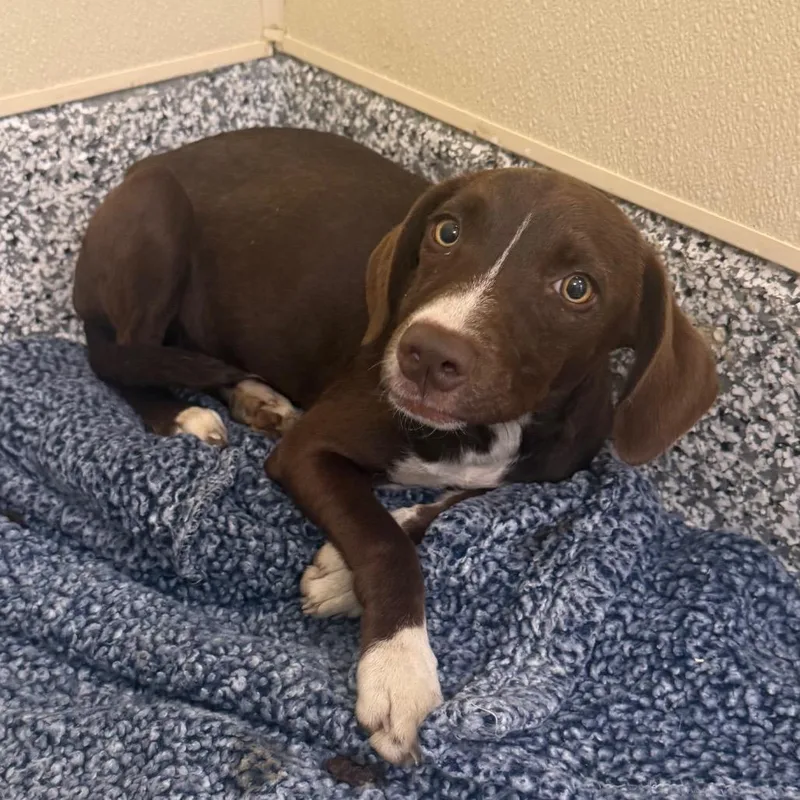 A baby medium-sized female Brown / Chocolate Pit Bull Terrier dog named Baby Claire for adoption in Madisonville, TN