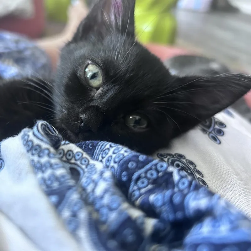 A baby small-sized female Black Domestic Short Hair cat named Esperanza for adoption in Long Beach, CA