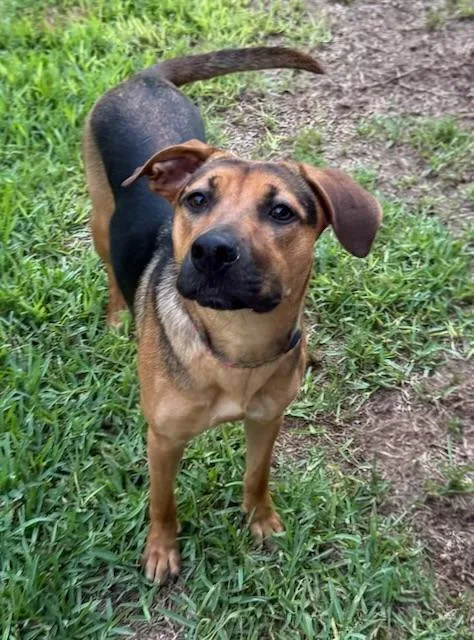 A young medium-sized female Black German Shepherd Dog dog named Joanie for adoption in Houston, TX