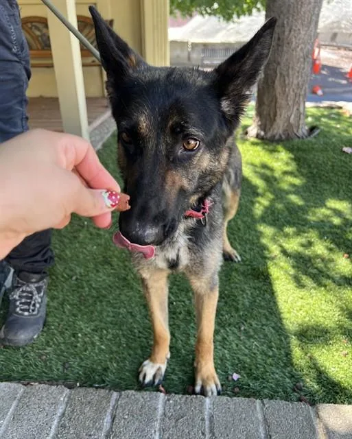 A young medium-sized female Bicolor German Shepherd Dog dog named Barbie for adoption in Phoenix, OR