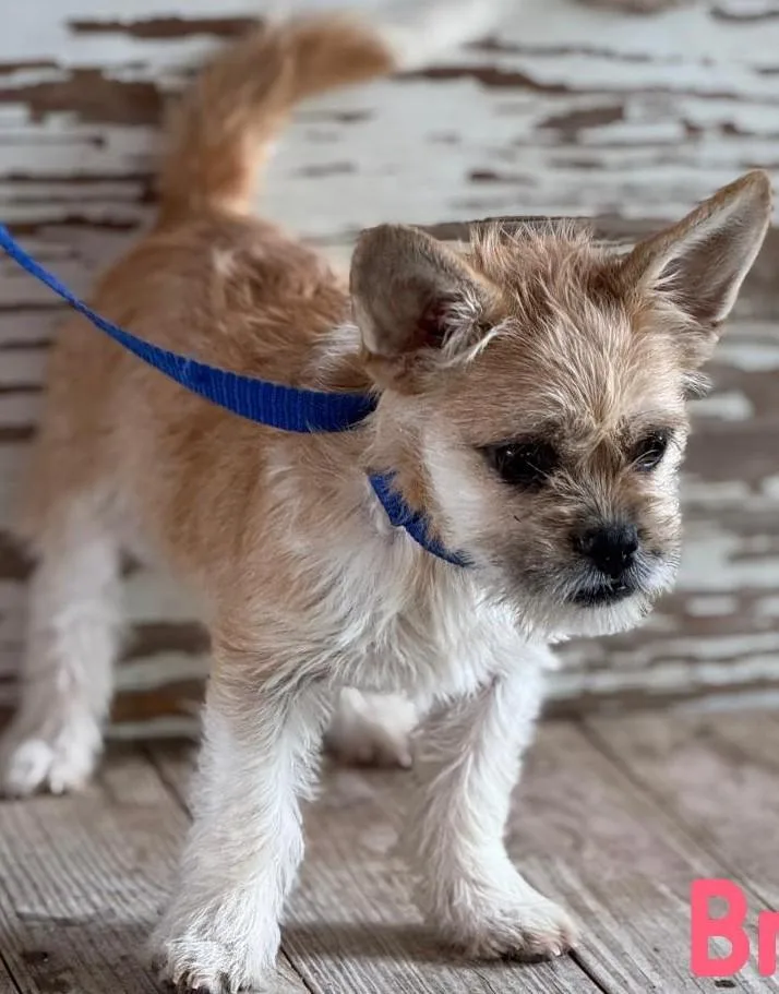 A young small-sized female White / Cream Cairn Terrier dog named Bria for adoption in Carrollton, TX