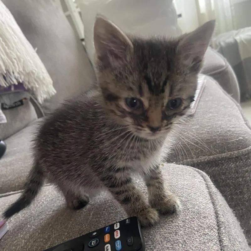 A baby small-sized female Brown / Chocolate Domestic Short Hair cat named Gibbon for adoption in Chapel Hill, NC
