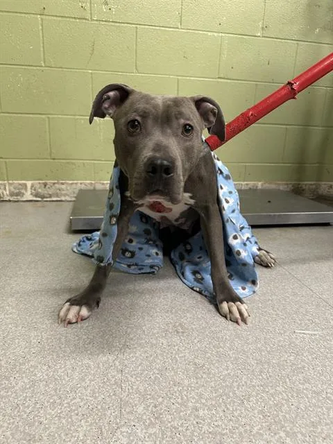 An adult medium-sized female Pit Bull Terrier dog named Xena for adoption in Indianapolis, IN