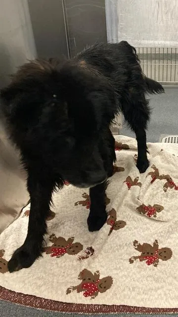 An adult large-sized male Mixed Breed dog named Moses for adoption in Dallas, TX