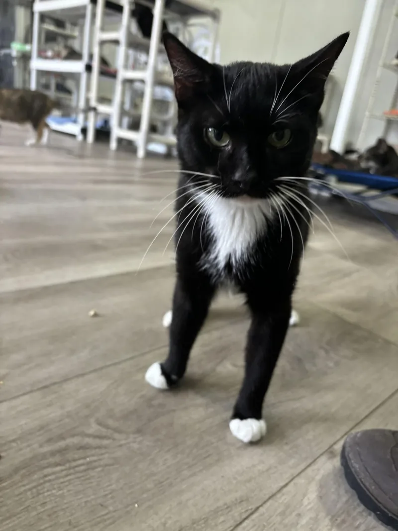 An adult medium-sized male American Shorthair cat named Fig for adoption in Naples, FL