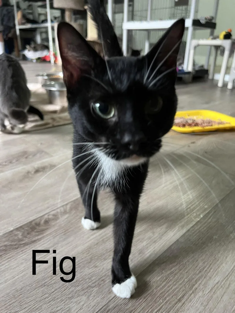 Fig thumbnail 3