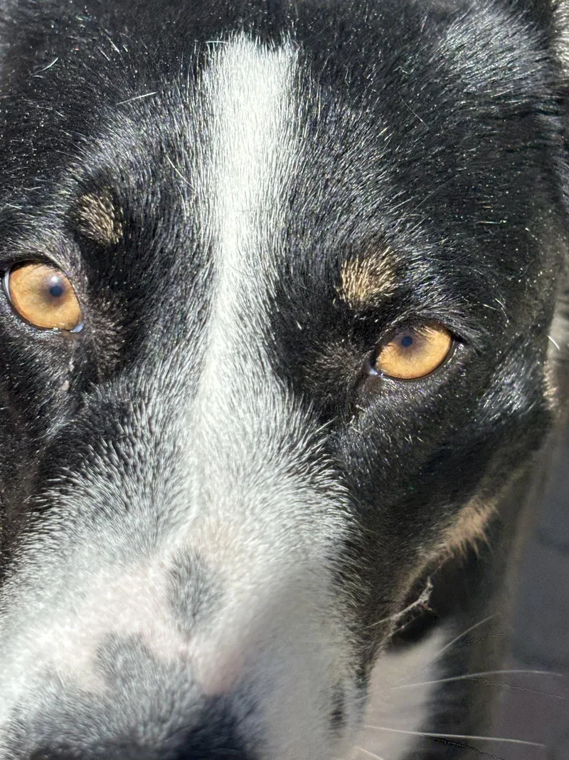 An adult medium-sized female McNab dog named Molly for adoption in Capistrano Beach, CA