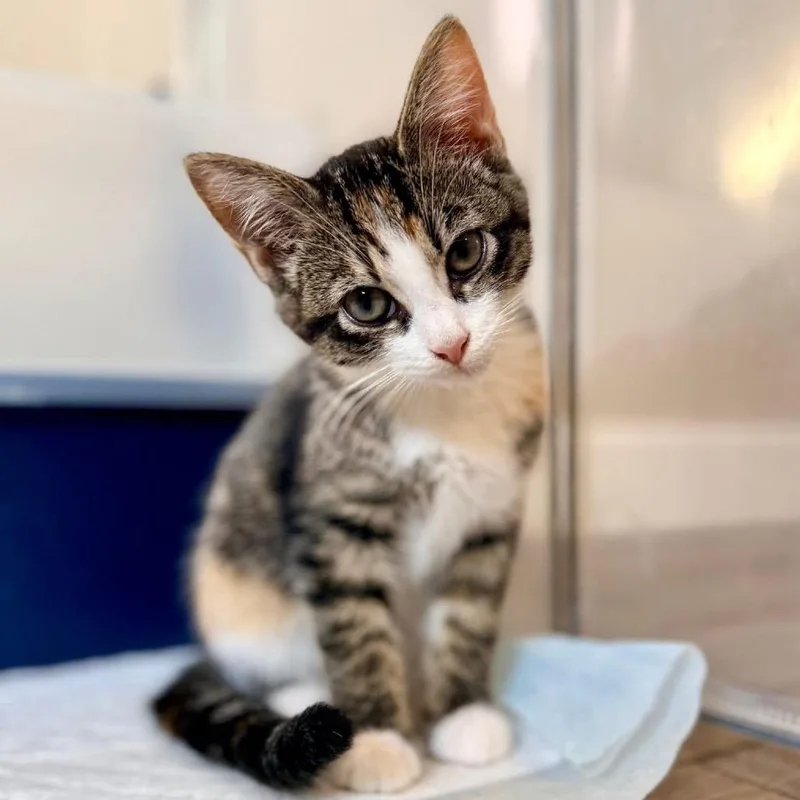 A baby small-sized female Torbie Domestic Short Hair cat named Lisa for adoption in Marshall, VA