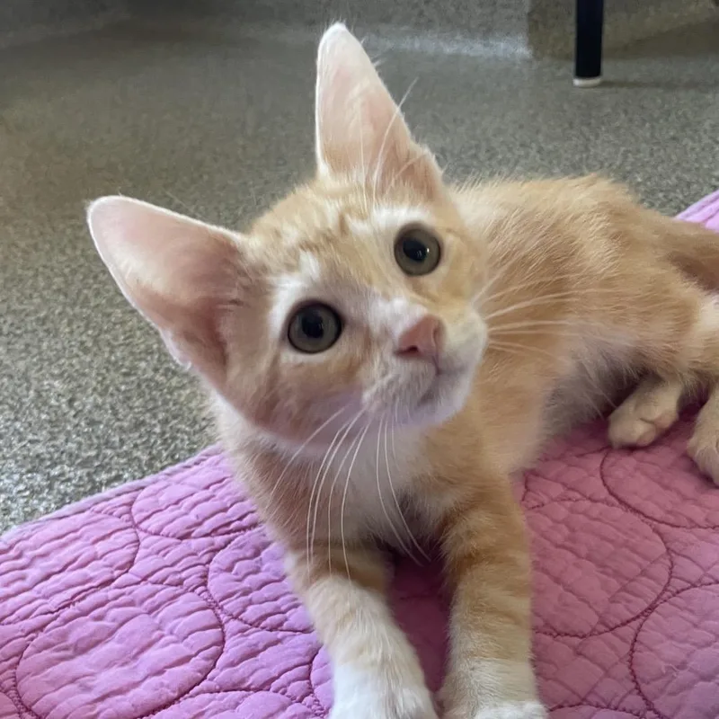 A baby small-sized male Domestic Medium Hair cat named Mokara for adoption in Chicago, IL