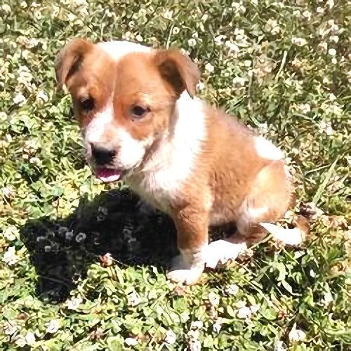 A baby medium-sized female Australian Cattle Dog / Blue Heeler dog named Calypso for adoption in Rutherfordton, NC
