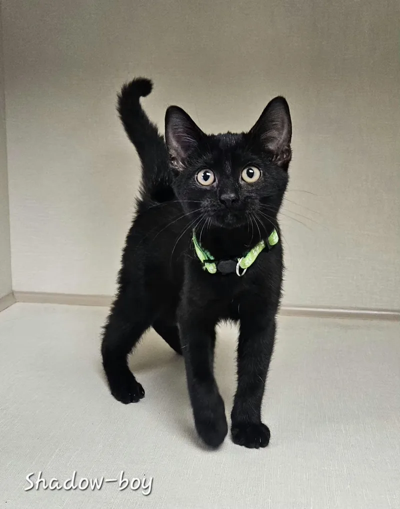 A baby medium-sized male Black Domestic Short Hair cat named Shadow for adoption in Wapakoneta, OH