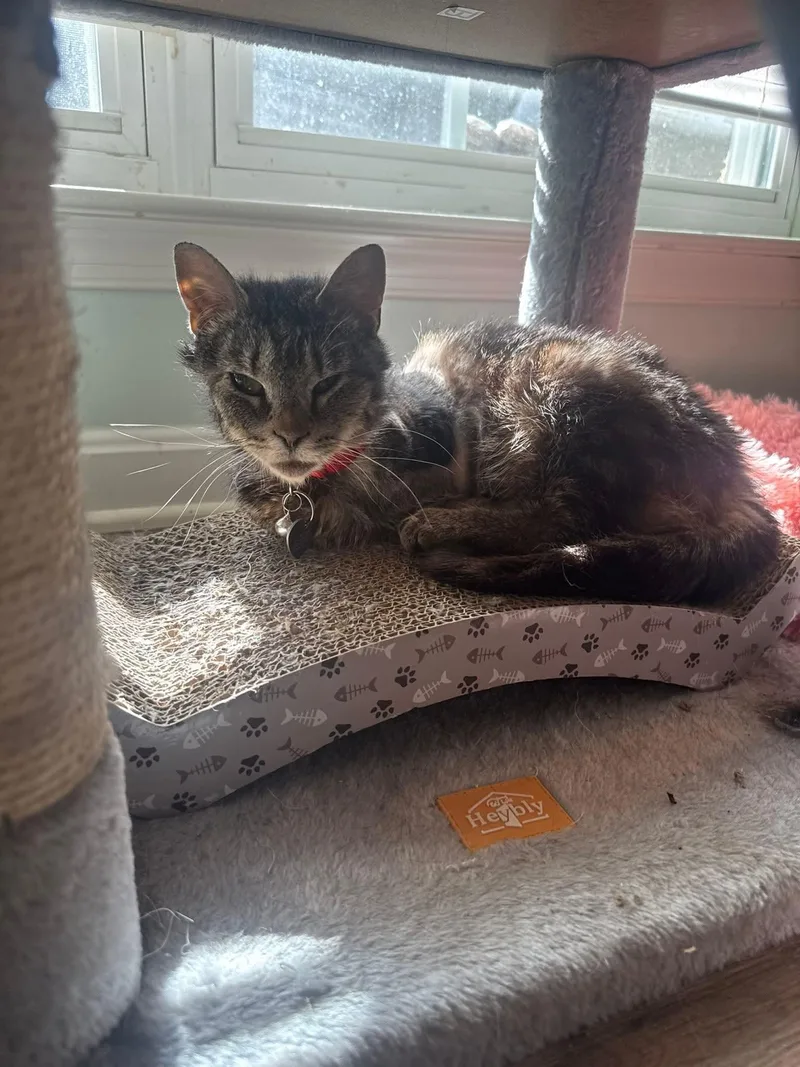 A senior medium-sized female Tabby (Brown / Chocolate) Domestic Short Hair cat named Sylvie for adoption in Manchester, MD