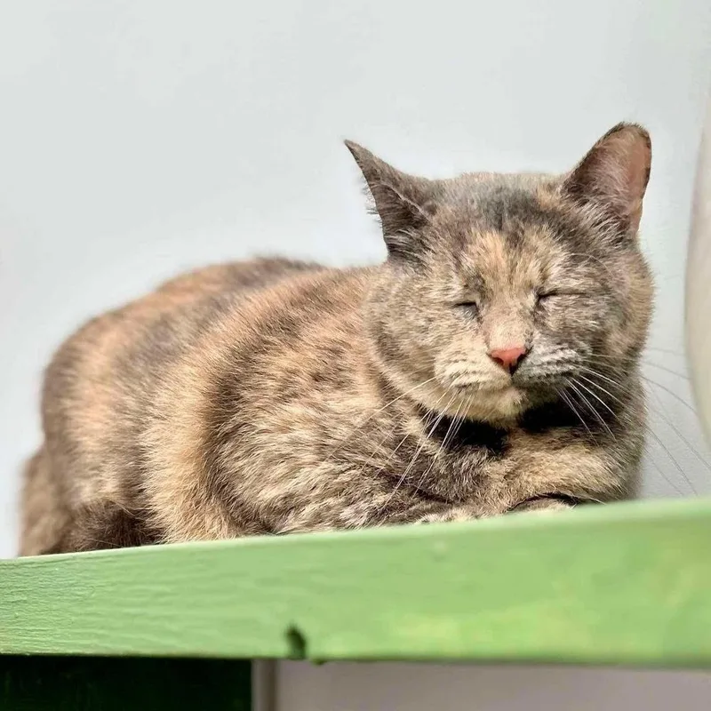 A young medium-sized female Domestic Short Hair cat named Tilly for adoption in Raleigh, NC