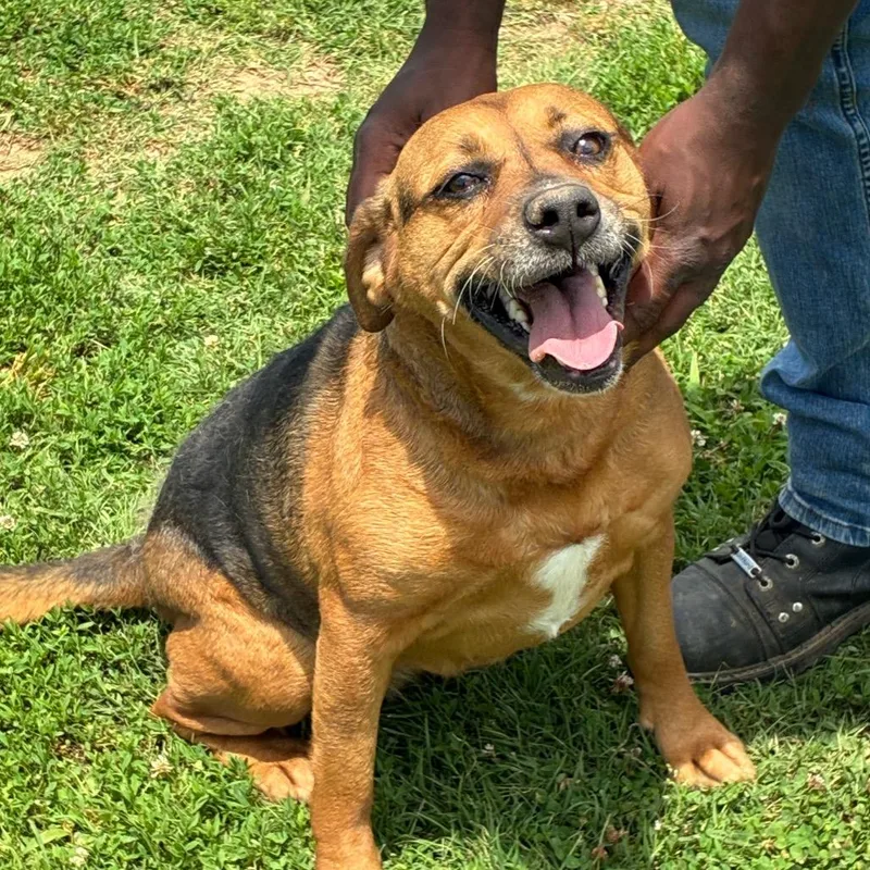 An adult medium-sized female Brown / Chocolate Mixed Breed dog named Lemonade for adoption in Brownsboro, AL