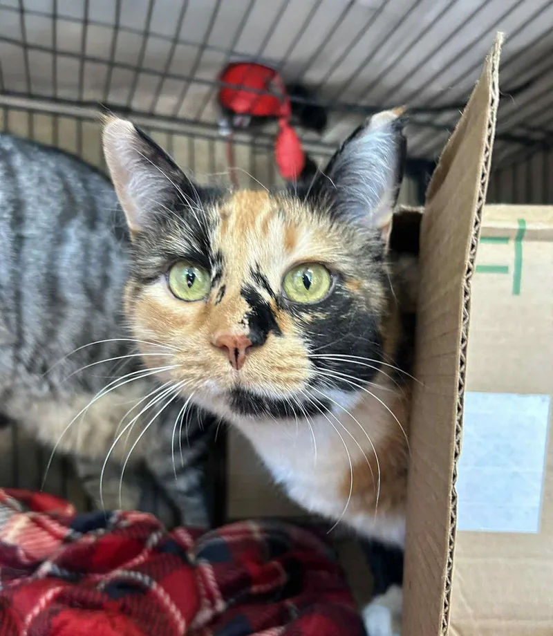 An adult medium-sized female Domestic Short Hair cat named Snickers for adoption in Forest, VA
