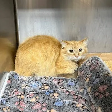 Colquitt   Merida thumbnail 2