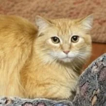 Colquitt   Merida thumbnail 3