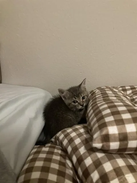 A baby small-sized male Domestic Short Hair cat named Buffy for adoption in Dallas, TX