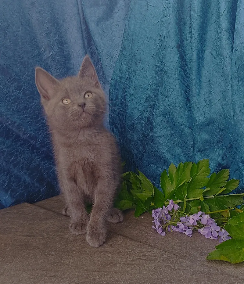 A baby medium-sized male Gray / Blue / Silver American Shorthair cat named Hugh for adoption in Thorofare, NJ