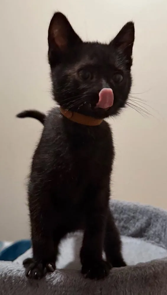 A baby small-sized male Black Domestic Short Hair cat named Roland Deschain for adoption in Ferndale, MI
