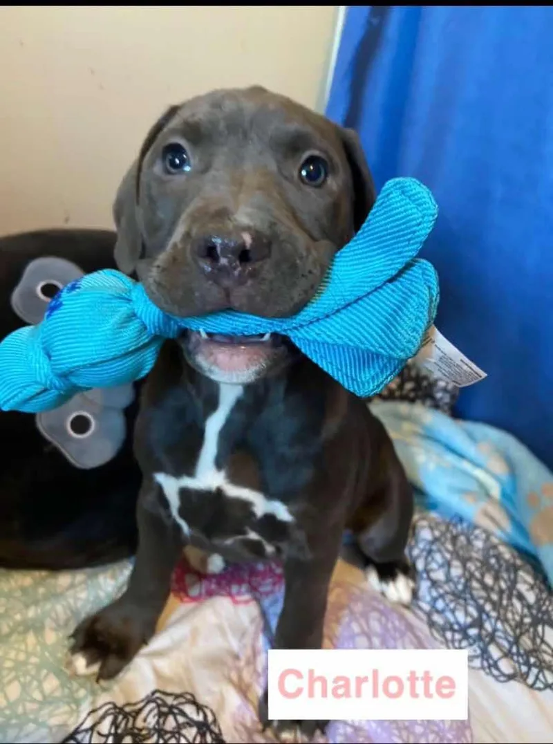 Charlotte