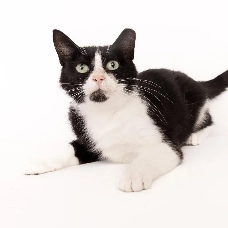 A young medium-sized female Black Domestic Short Hair cat named Mazdia for adoption in Franklin, TN