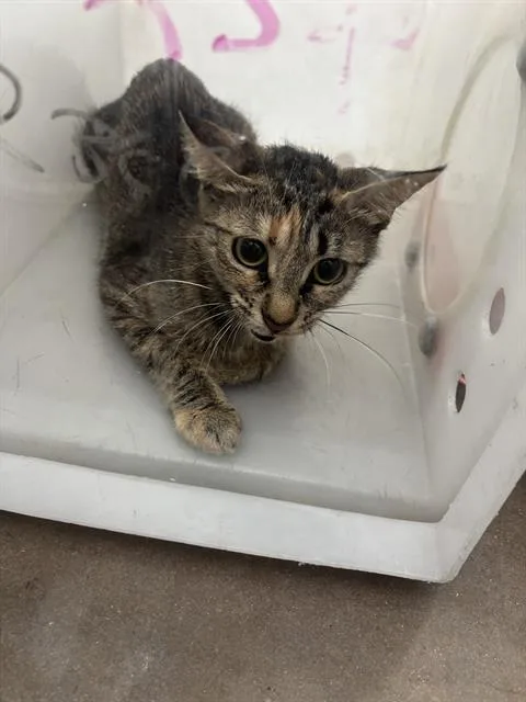 A young medium-sized female Domestic Short Hair cat named Chloe for adoption in Dallas, TX