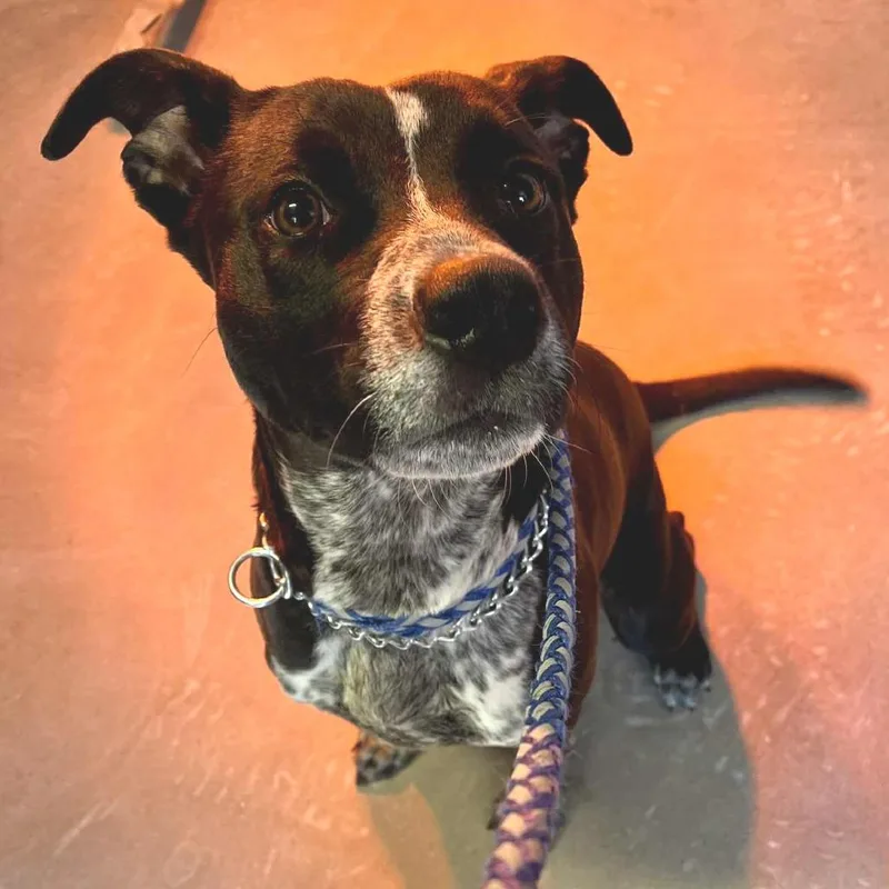 An adult medium-sized male Black Pit Bull Terrier dog named Thin Mint for adoption in Stephenville, TX