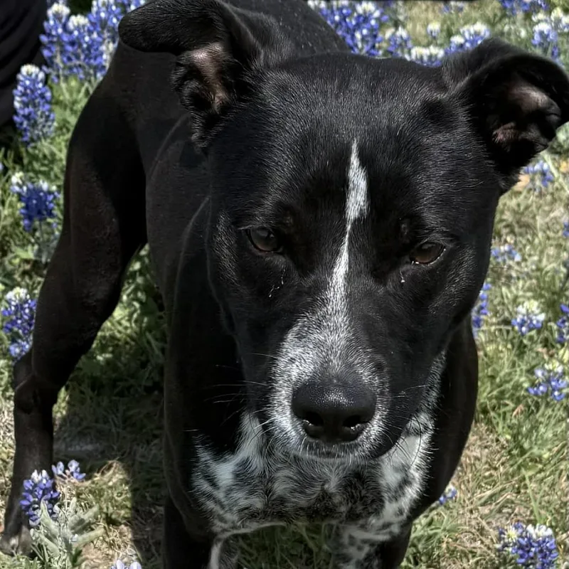 Thin Mint thumbnail 2