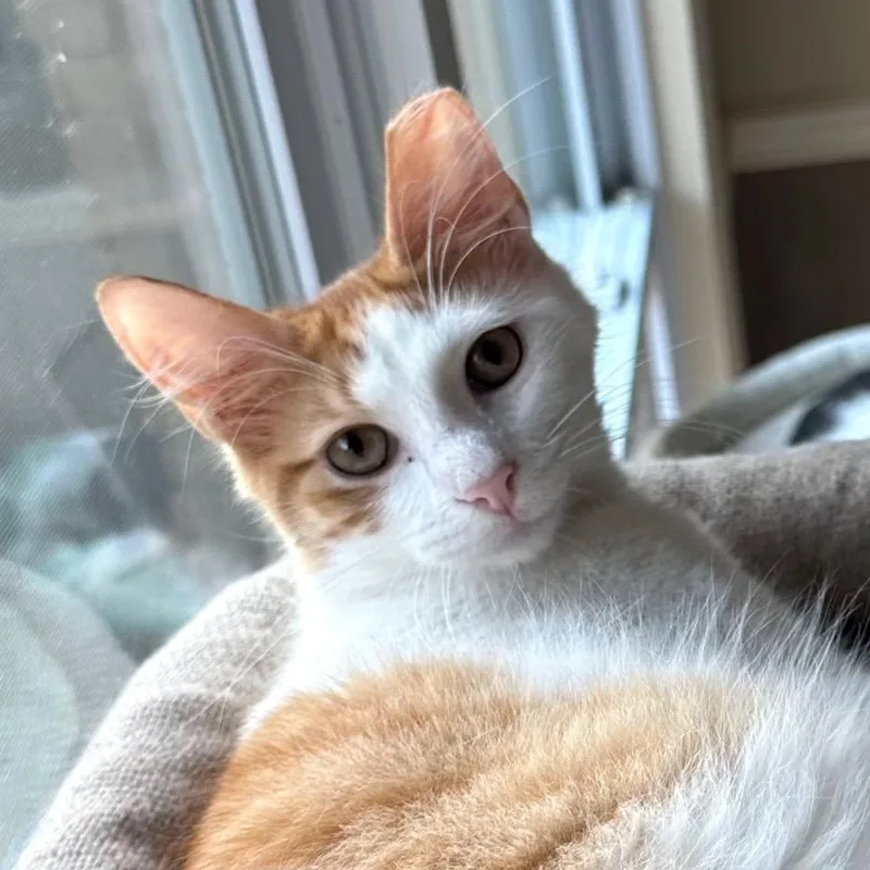 A young medium-sized male Orange / Red Domestic Medium Hair cat named Grady for adoption in Houston, TX