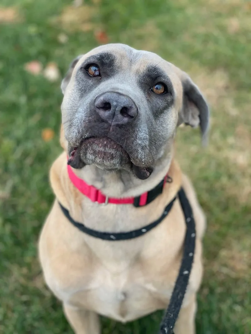 An adult medium-sized female Apricot / Beige Cane Corso dog named Sky for adoption in Manassas, VA