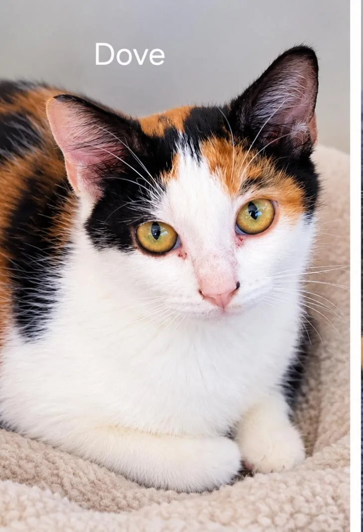 A baby medium-sized female Domestic Short Hair cat named Dove for adoption in Oviedo, FL