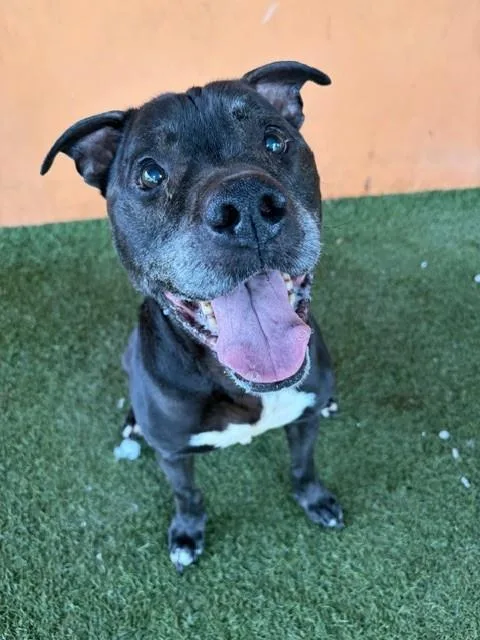 A senior medium-sized male Terrier dog named Buddy for adoption in Miami, FL