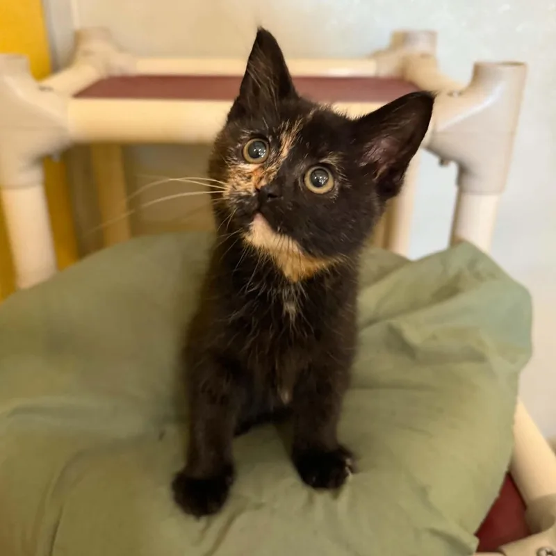 A baby medium-sized female Orange / Red Domestic Short Hair cat named Aol for adoption in Penn Yan, NY
