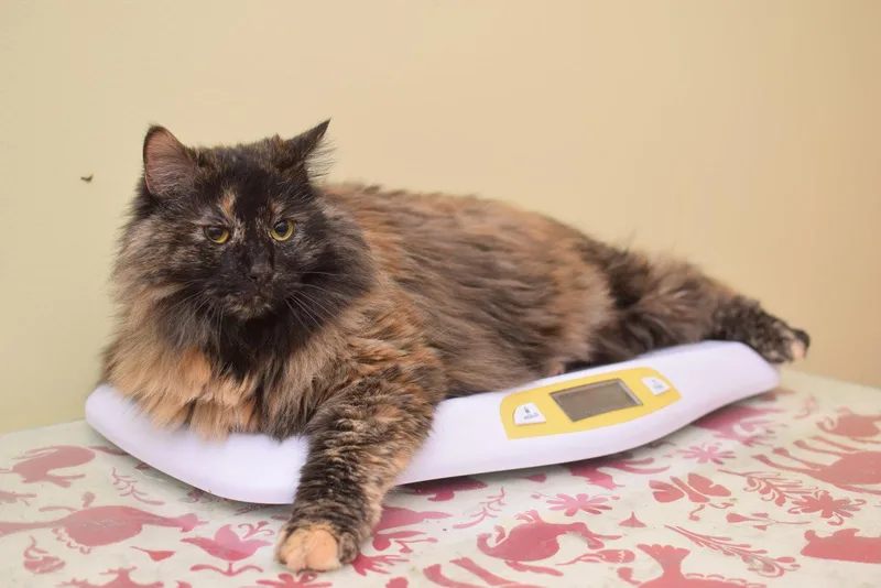 An adult large-sized female Maine Coon cat named Mrs. McGregor for adoption in Hockessin, DE