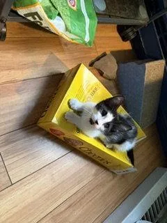 A baby medium-sized male Black & White / Tuxedo Domestic Short Hair cat named Cowboy for adoption in Rochester, NY