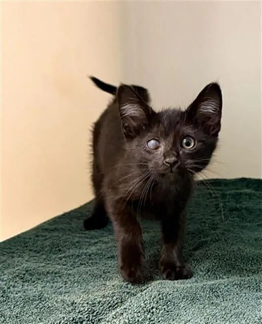 A baby small-sized male Domestic Short Hair cat named Tito for adoption in Statesville, NC