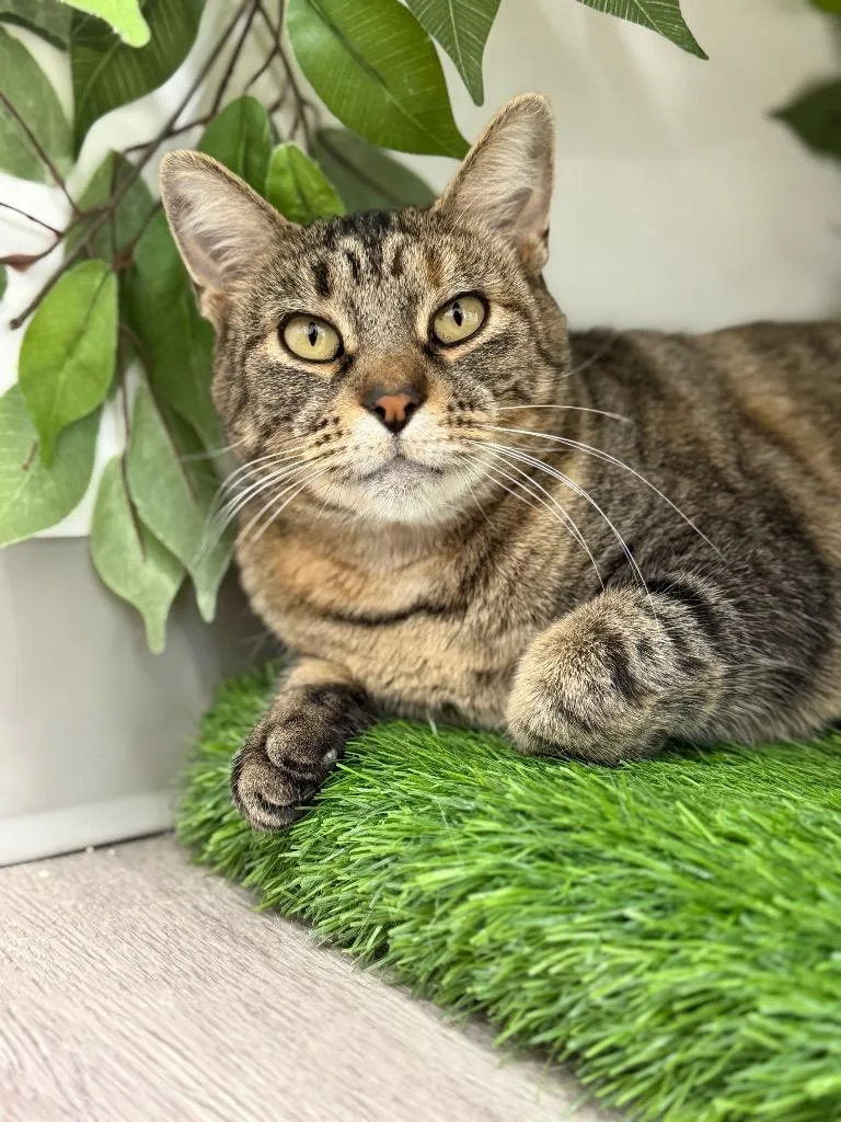 A young small-sized female Domestic Short Hair cat named Aster for adoption in Glenfield, NY