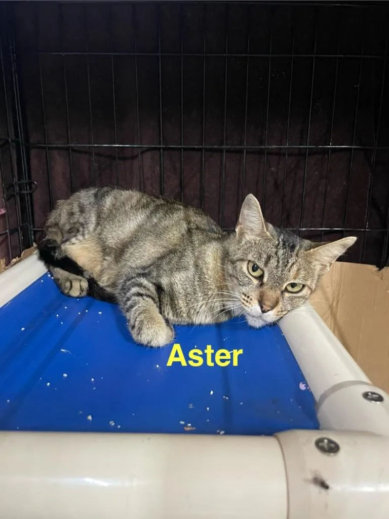 Aster thumbnail 4