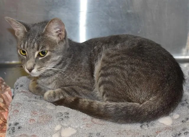 A young medium-sized female Domestic Short Hair cat named Hester for adoption in Sarasota, FL