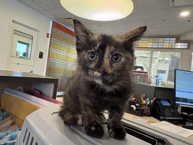 A baby small-sized female Domestic Short Hair cat named Cinnamon Bun for adoption in Saint Louis, MO