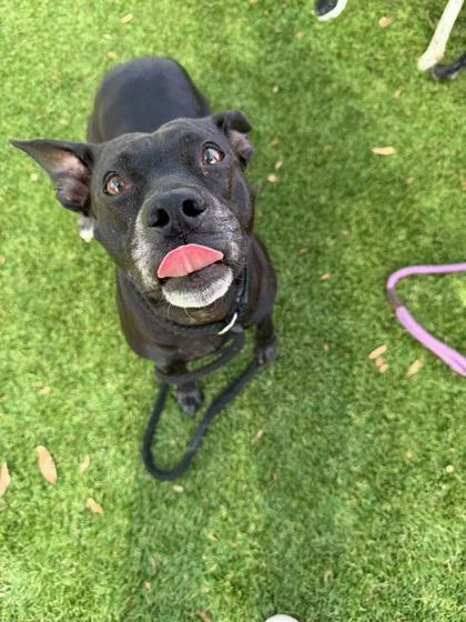 An adult medium-sized female Mixed Breed dog named Sansa for adoption in Daytona Beach, FL