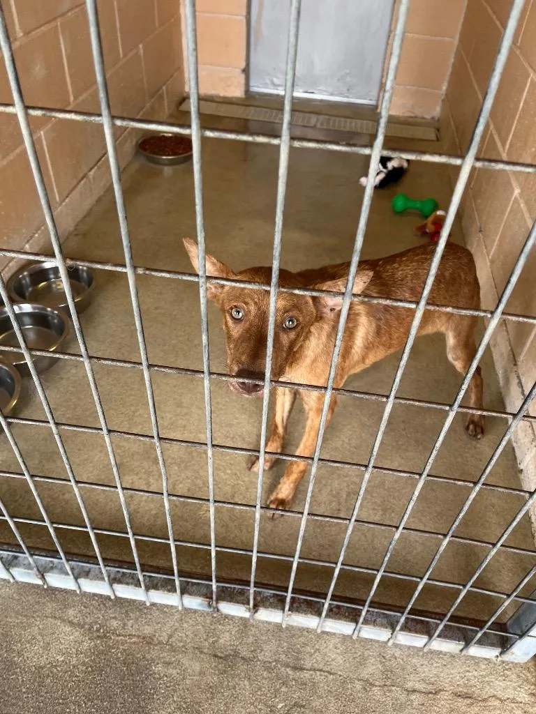 A young medium-sized male Australian Cattle Dog / Blue Heeler dog named Rainn for adoption in New Braunfels, TX